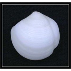 Solid White Lucina Bivalve Clam Seashells